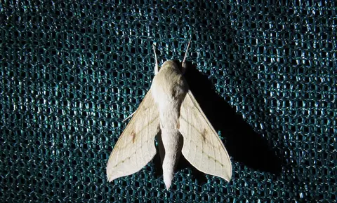 Hippotionroseipennis.jpg