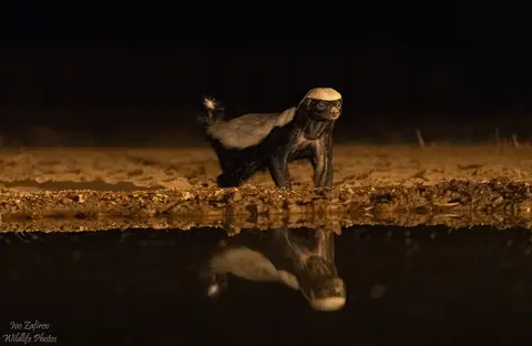 HoneyBadger.jpg