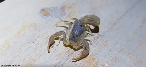 Hottentottaeminii-2.jpg