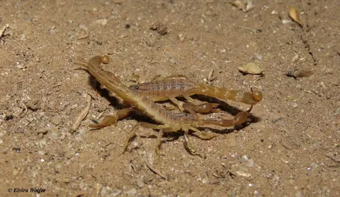 Hottentottaeminii2.jpg