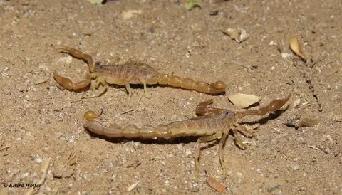 Hottentottaeminii3.jpg