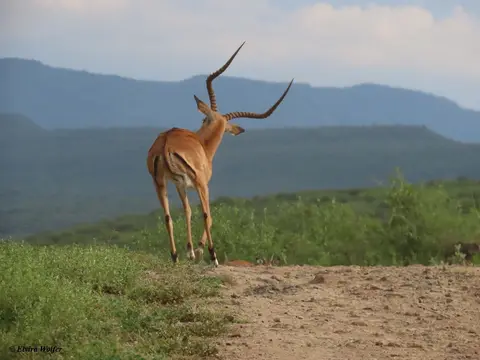 Impala.jpg
