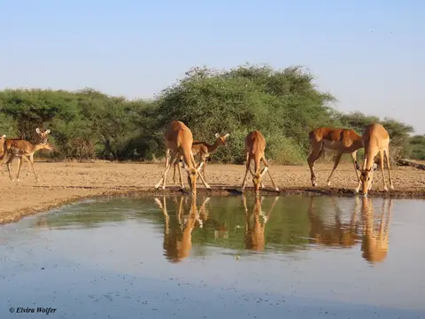 Impala2-2.jpg