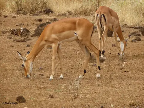 Impala2.jpg