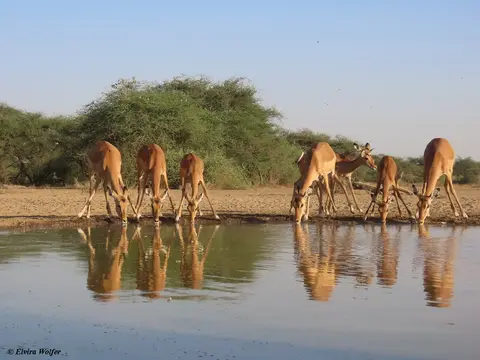 Impala3-2.jpg