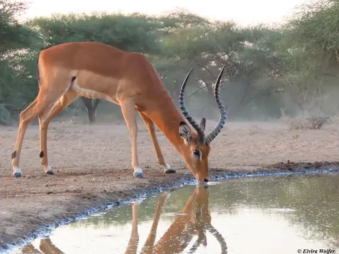 Impala4earlymorning.jpg
