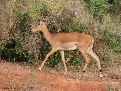 Impalafemale.jpg