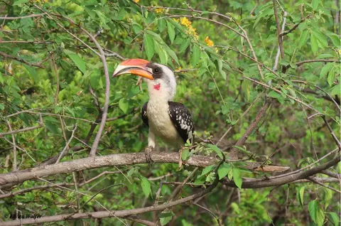 Jackson'sHornbillmale.jpg
