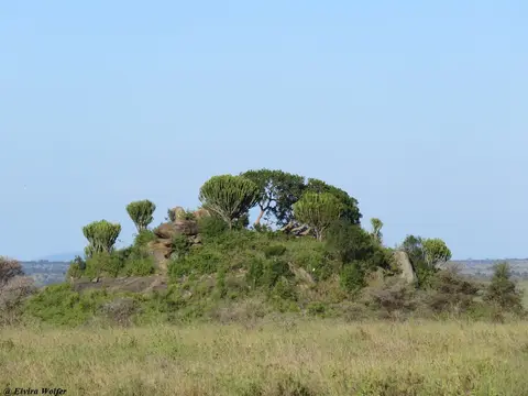Kopje1.jpg