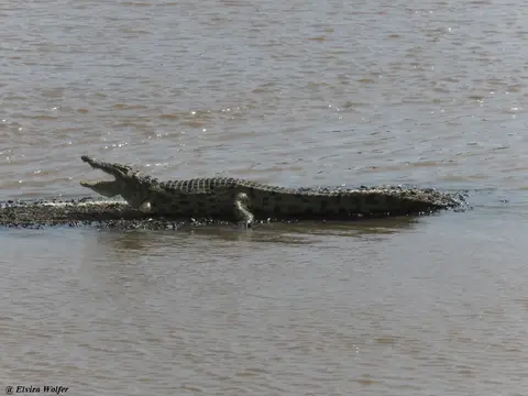 Krokodil.jpg