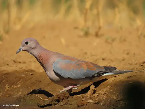 LaughingDove2.jpg