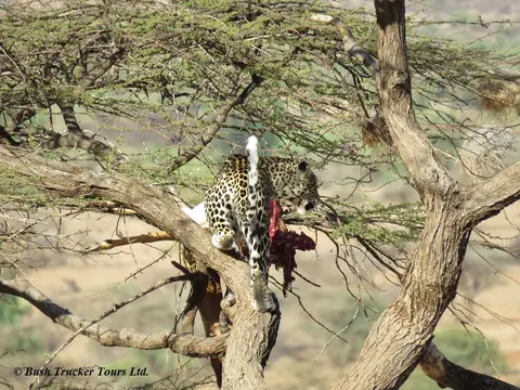 LeopardBeute2.jpg