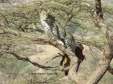 LeopardBeute5.jpg