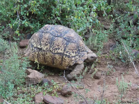 LeopardTortoise1.jpg