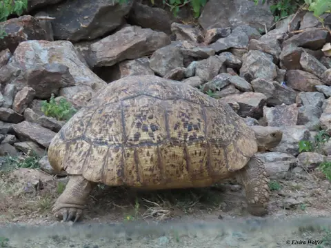 LeopardTortoise2.jpg