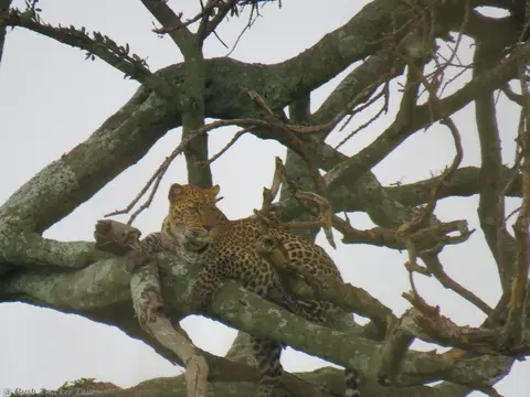 LeopardaufBaum-2.jpg