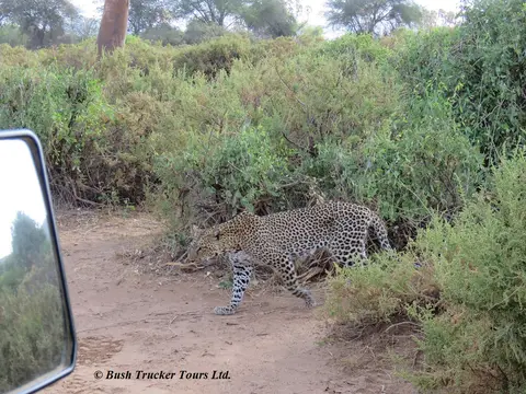 Leopardfemale1.jpg