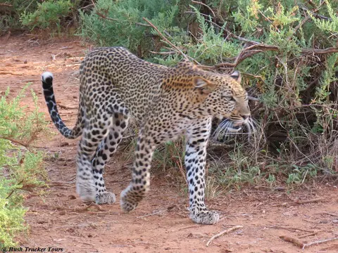 Leopardin2.jpg