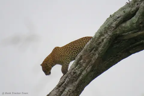 LeopardvomBaumrunter.jpg