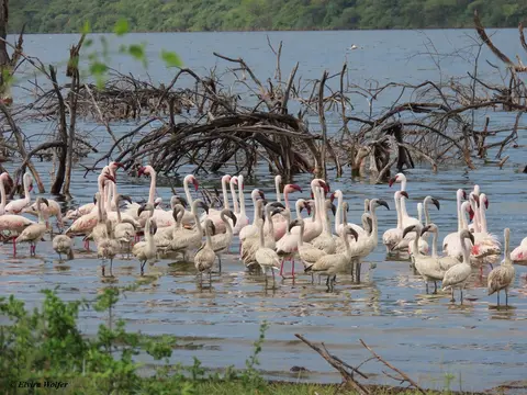 LesserFlamingos1.jpg