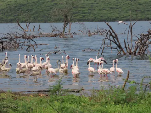 LesserFlamingos2-2.jpg