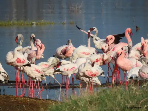 LesserFlamingos2.jpg
