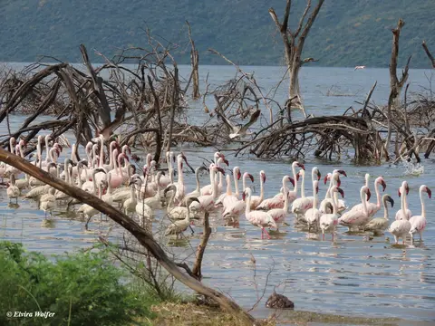 LesserFlamingos3.jpg