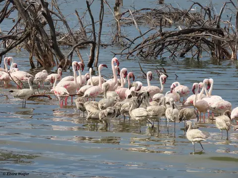 LesserFlamingos4.jpg
