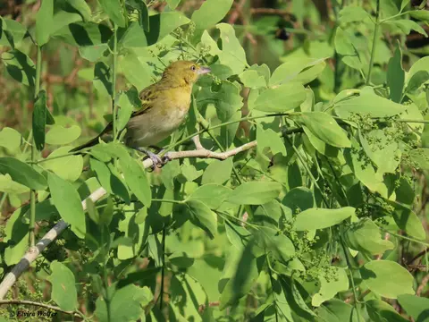 LesserMaskedWeaver1.jpg