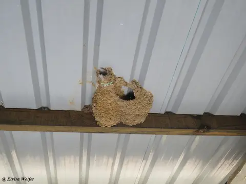 Lesserstripedswallownest.jpg