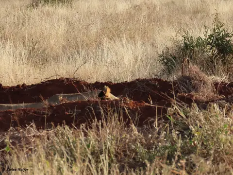 Lioness.jpg