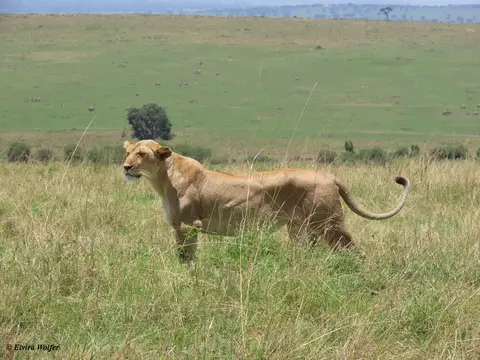 Lioness1.jpg