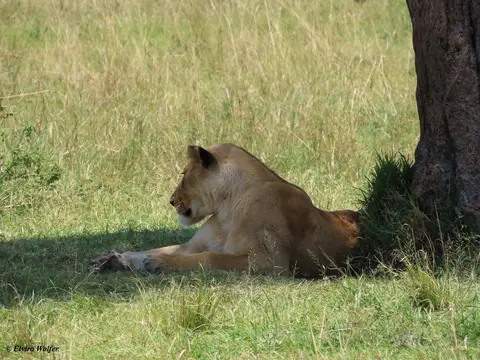 Lioness2.jpg