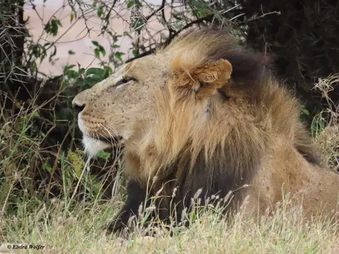 Lionmale1.jpg