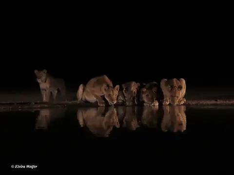 Lions2-2-3.jpg
