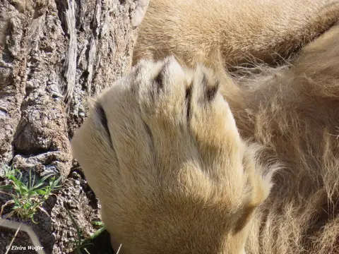 Lions3-2-3.jpg