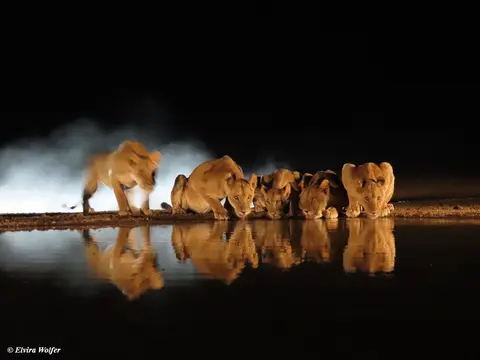 Lions3-2.jpg