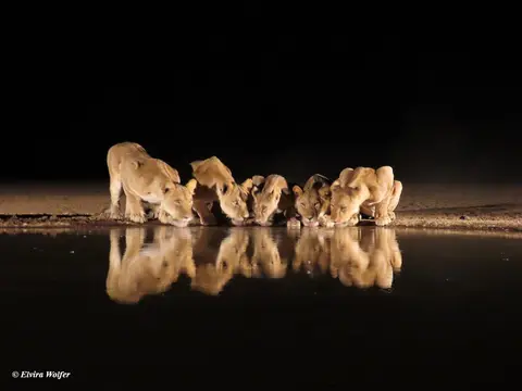 Lions4-2.jpg