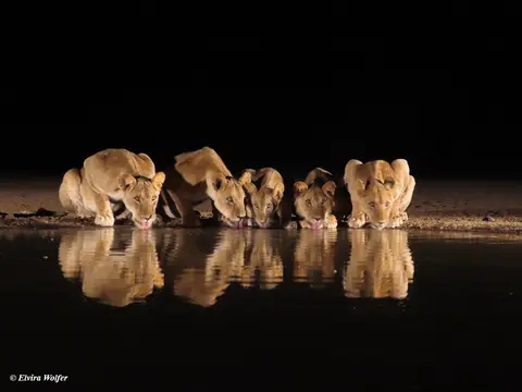 Lions6-2.jpg