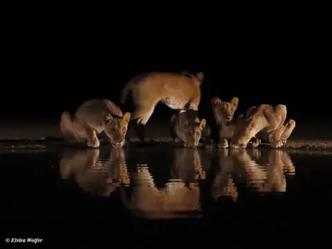 Lions7-2.jpg