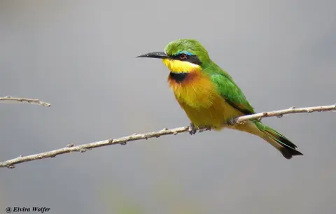 LittleBee-eater1.jpg