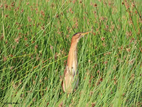 LittleBittern.jpg