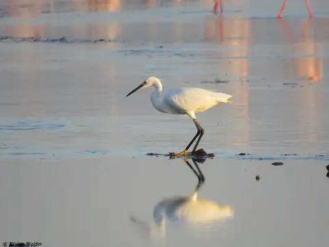 LittleEgret-2.jpg