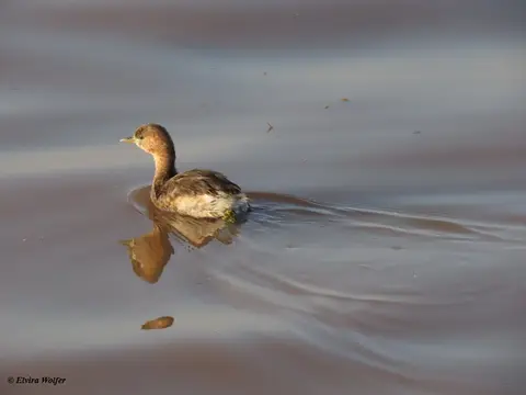 LittleGrebe1.jpg