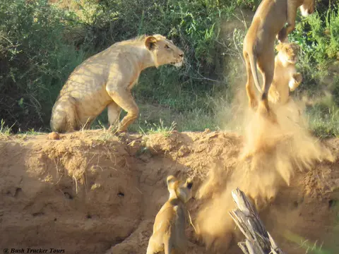 LoewenactionSamburu.jpg