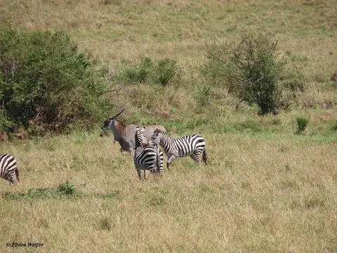 Loewinnen7Eland.jpg