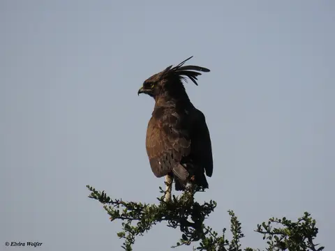 Long-crestedEagle-2.jpg