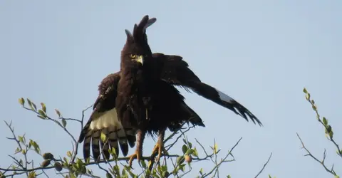 Long-crestedEaglespreadingwings.jpg