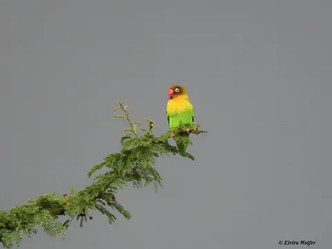 Lovebirdwithblacksky.jpg