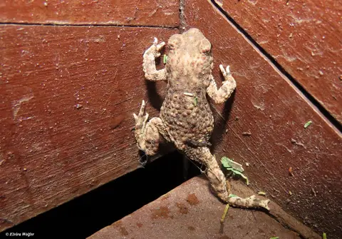 LughToad-Mertensophrynelughensis1.jpg